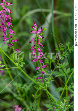 Common fumitory displaying vibrant purplish-pink flowers thriving among green foliage in a natural environment during springtime 127117962