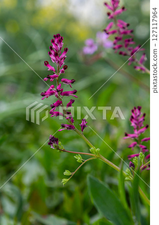 Fumaria officinalis blooms with purplish-pink flowers among vibrant green foliage in springtime garden setting Fumaria officinalis blooms with purplish-pink flowers among vibrant green foliage in springtime garden setting 127117964
