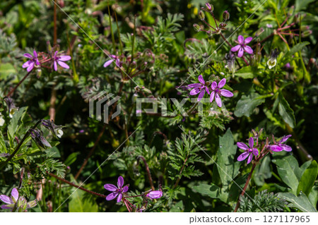 Erodium cicutarium displays pink flowers and dissected leaves in a vibrant green landscape during springtime Erodium cicutarium displays pink flowers and dissected leaves in a vibrant green landscape during springtime 127117965