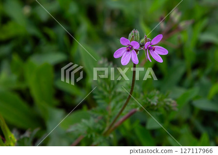 Erodium cicutarium displays delicate pink flowers amidst lush green foliage in a natural setting Erodium cicutarium displays delicate pink flowers amidst lush green foliage in a natural setting 127117966