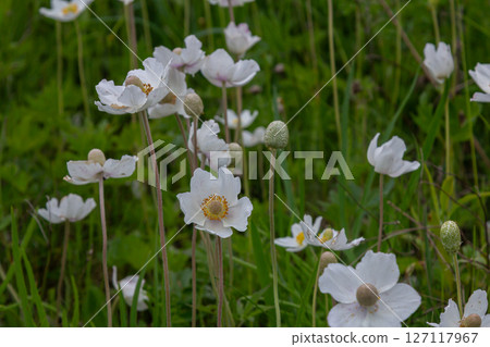 Snowdrop Anemone blooms in a lush green woodland during spring creating a picturesque display of large white petals among vibrant foliage Snowdrop Anemone blooms in a lush green woodland during spring creating a picturesque display of large white petals among vibrant foliage 127117967