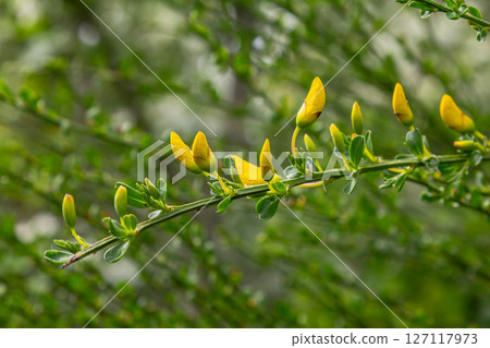 Bright yellow blooms of Cytisus scoparius flourish on a sunny day in a lush garden setting showcasing the beauty of Common Broom 127117973