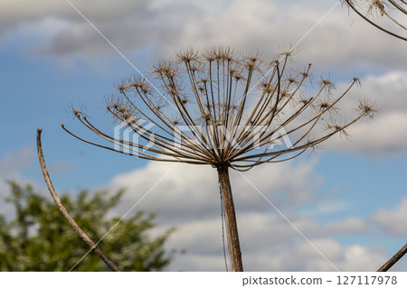 Common hogweed displays its unique umbellate inflorescence against a blue sky in a natural setting highlighting its large herbaceous structure and stout stems 127117978