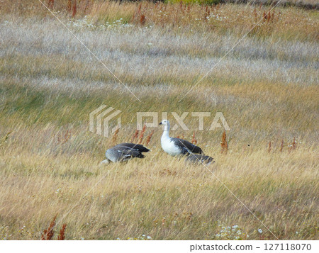Birds walking through reeds 127118070
