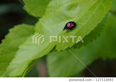 Ladybird stopping on leaves Ladybird stopping on leaves 127118093