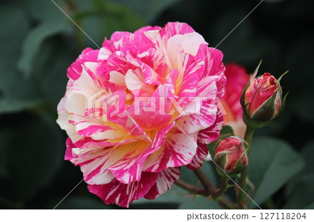 rose rose 127118204