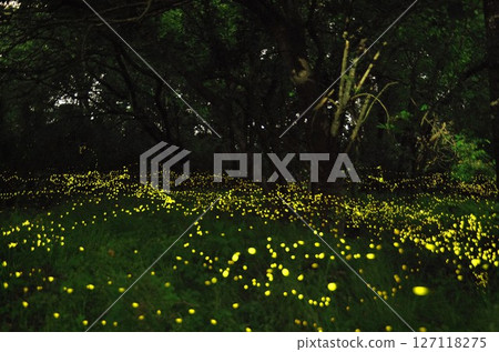 Fireflies blooming in the early summer forest Fireflies blooming in the early summer forest 127118275