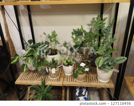 貨架觀葉植物 127118456