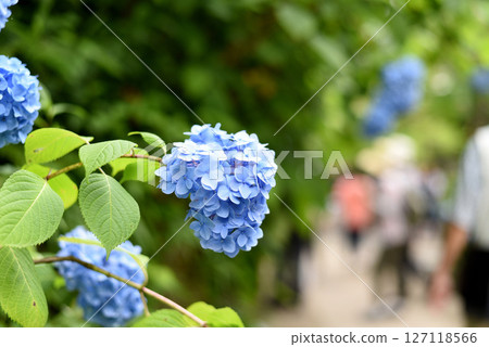 hydrangea hydrangea 127118566