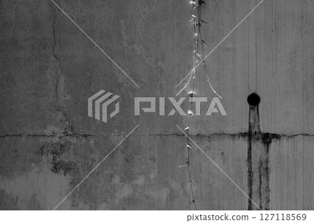 Ivy creeping on an old concrete wall Ivy creeping on an old concrete wall 127118569