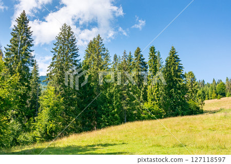 fir trees on the grassy slope of borzhava ridge. sunny day. beautiful landscape of carpathian mountains in summer. idyllic clouds fir trees on the grassy slope of borzhava ridge. sunny day. beautiful landscape of carpathian mountains in summer. idyllic clouds 127118597