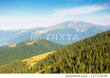 travel background of carpathian mountain landscape in summer. coniferous forest on the hillside in morning light. green hills of svydovets ridge in the distance. blue sky with fluffy clouds 127118599