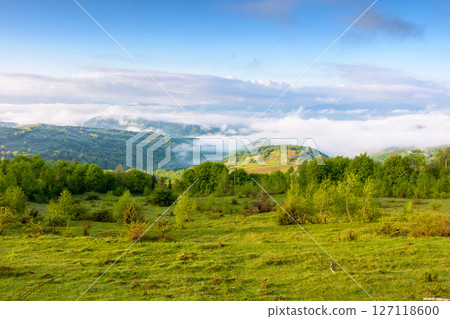 countryside mountain landscape with morning fog. alpine scenery of sunny transcarpathia under blue sky with clouds. forest behind the meadow on the edge of a hill. distant rural valley in mist 127118600