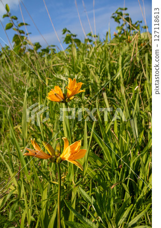 Yellow flowers blooming in the wetland in summer Yellow flowers blooming in the wetland in summer 127118613