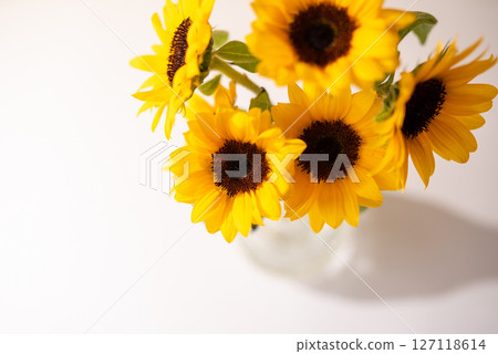 Clean white background with vibrant sunflowers Clean white background with vibrant sunflowers 127118614
