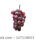 Illustration of grapes drawn in oil painting style 127118653