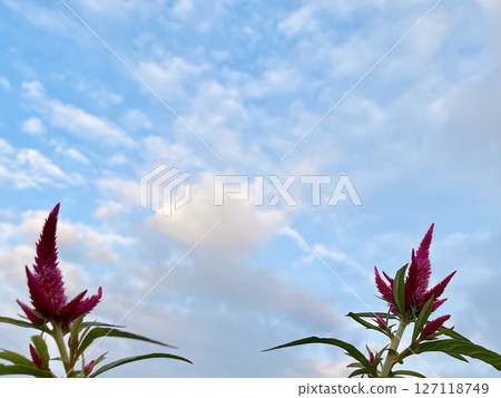 Autumn sky and red cockscomb flowers Autumn sky and red cockscomb flowers 127118749