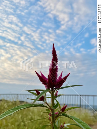 Autumn sky and red cockscomb flowers 127118755
