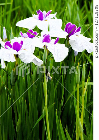 白色和紫色的虹膜 白色和紫色的虹膜 127119208