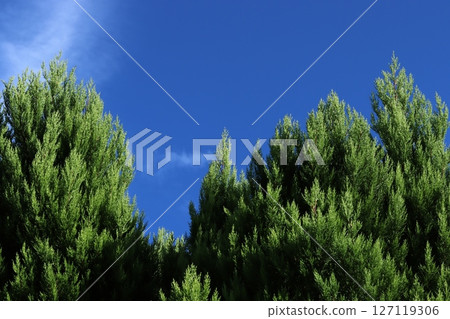 Green trees shining against the midsummer blue sky Green trees shining against the midsummer blue sky 127119306