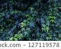 Blue leaves 127119578