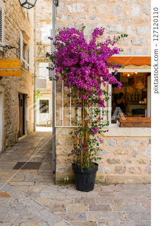Potted bougainvillea with vibrant purple blooms beside rustic stone wall. Mediterranean street, summer mood, and charming floral decor. 127120110