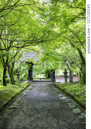 Akizuki Castle Ruins with beautiful fresh green in early summer Kuromon 127120245