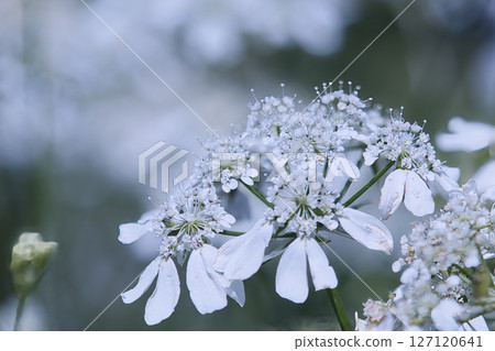白色Orlair花 白色Orlair花 127120641