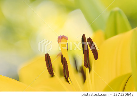 黃色百合花 黃色百合花 127120642