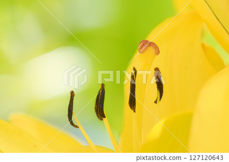 Lily flower stamens Lily flower stamens 127120643