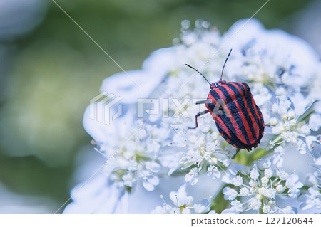 Stink bug perching on the flower of Orrea 127120644