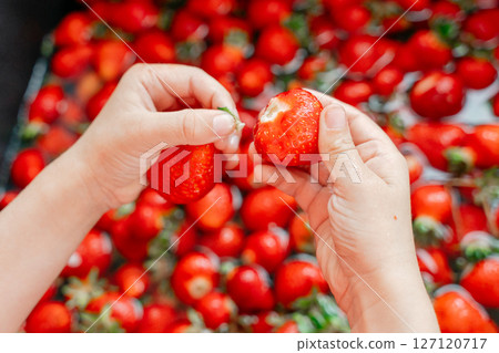 Hands gently hold ripe strawberries, preparing to taste the fresh, juicy fruit. The image showcases the vibrant red color and texture of the strawberries, evoking a sense of freshness. 127120717