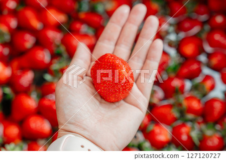 Close-up of a fresh, ripe strawberry held in a person's hand. The vibrant red strawberry stands out against a blurred background of more strawberries, emphasizing freshness and abundance. 127120727