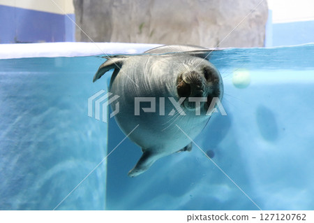 漂浮在水中的圓形海豹 127120762