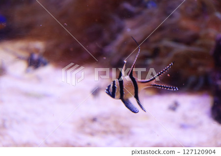 Banggai Cardinalfish dancing gracefully 127120904