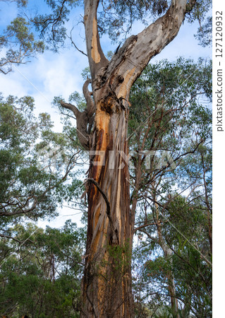 Eucalyptus trees, Great Ocean Road, Australia 127120932