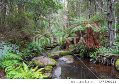 Cumberland River along Kalimna Falls trek, Great Ocean Road, Australia 127120933