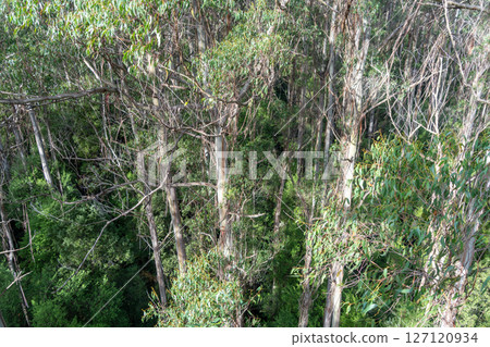 Eucalyptus forest view from a treetop walk in Great Otway National Park, Australia Eucalyptus forest view from a treetop walk in Great Otway National Park, Australia 127120934