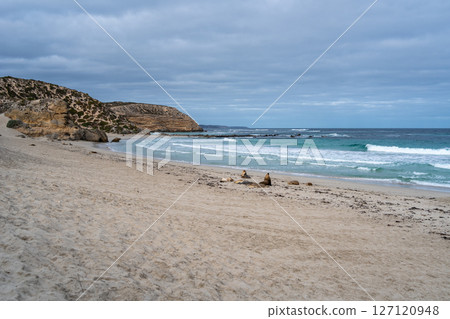 Seals resting on the sandy beach of Seal Bay, in Kangaroo Island, Australia 127120948