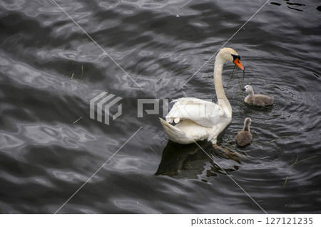 swan in a pond with baby 127121235