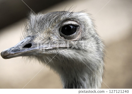 Australian ostrich close up portrait Australian ostrich close up portrait 127121240