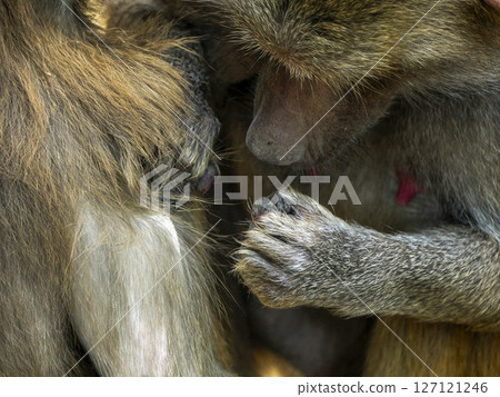 grooming hamadryas baboon monkey ape close up portrait grooming hamadryas baboon monkey ape close up portrait 127121246