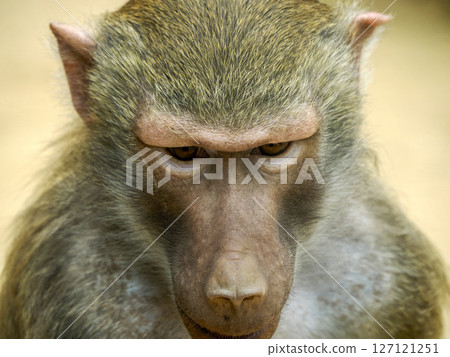 Female hamadryas baboon monkey ape close up portrait 127121251
