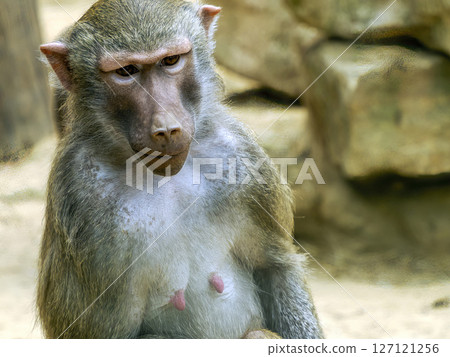 Female hamadryas baboon monkey ape close up portrait Female hamadryas baboon monkey ape close up portrait 127121256