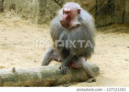 Male hamadryas baboon monkey ape close up portrait 127121261