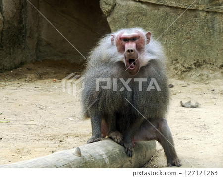 Male hamadryas baboon monkey ape close up portrait Male hamadryas baboon monkey ape close up portrait 127121263