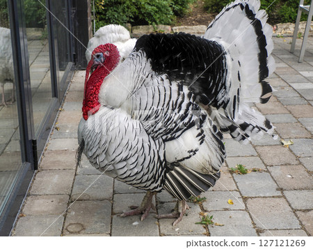 A turkey close up portrait 127121269