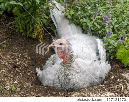 A turkey close up portrait 127121270