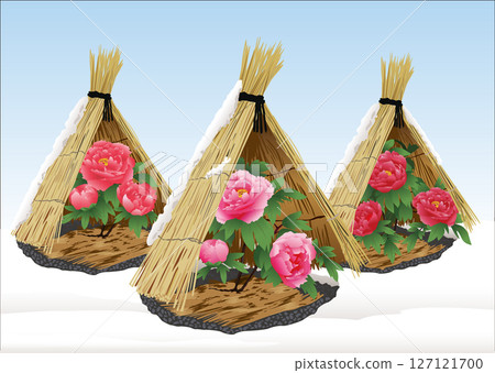 Winter peony surrounded by snow 127121700