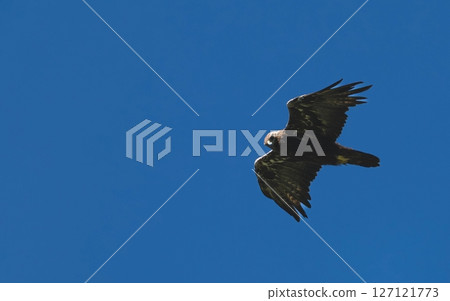 Golden eagle flying in the blue sky Golden eagle flying in the blue sky 127121773